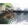 上海市專業(yè)解決室外景觀魚池水發(fā)綠，給你一個美好的環(huán)境